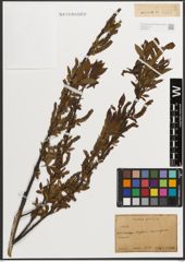 Foto von Salix L.